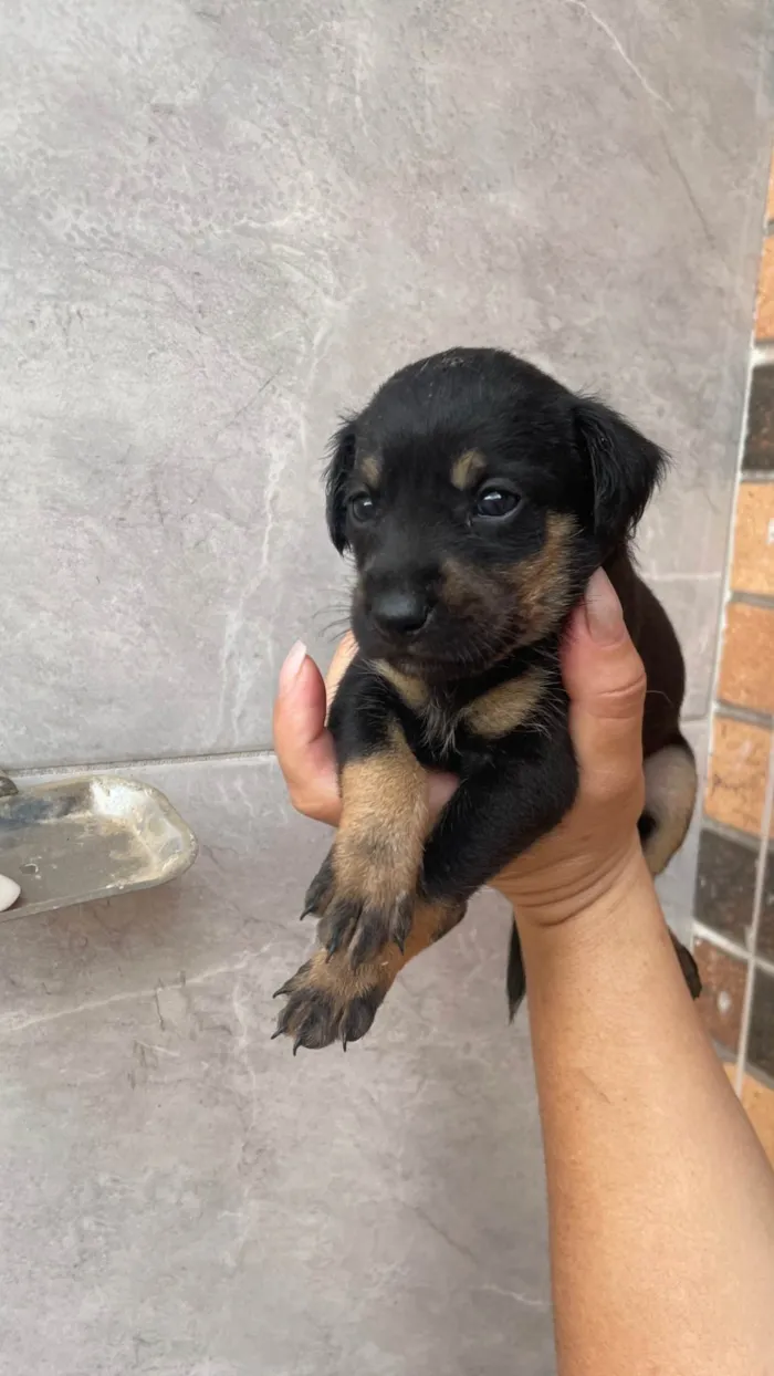 Cachorro ra a SRD-ViraLata idade Abaixo de 2 meses nome Paçoca *João , Aquim,Linda