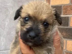 Cachorro raça SRD-ViraLata idade Abaixo de 2 meses nome Paçoca *João , Aquim,Linda