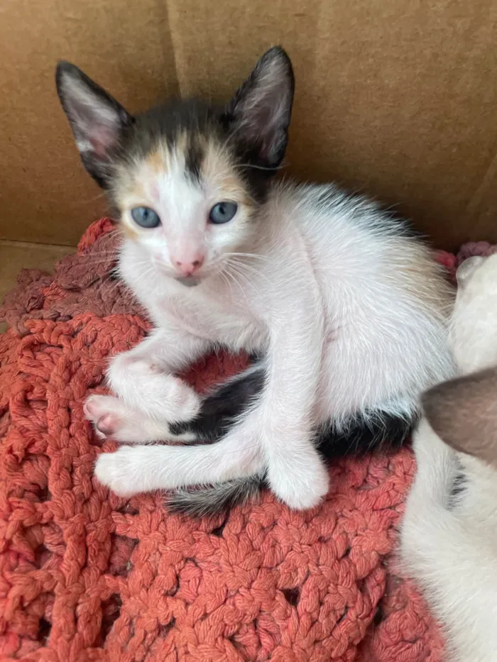 Gato ra a SRD-ViraLata idade Abaixo de 2 meses nome Sem nomes 