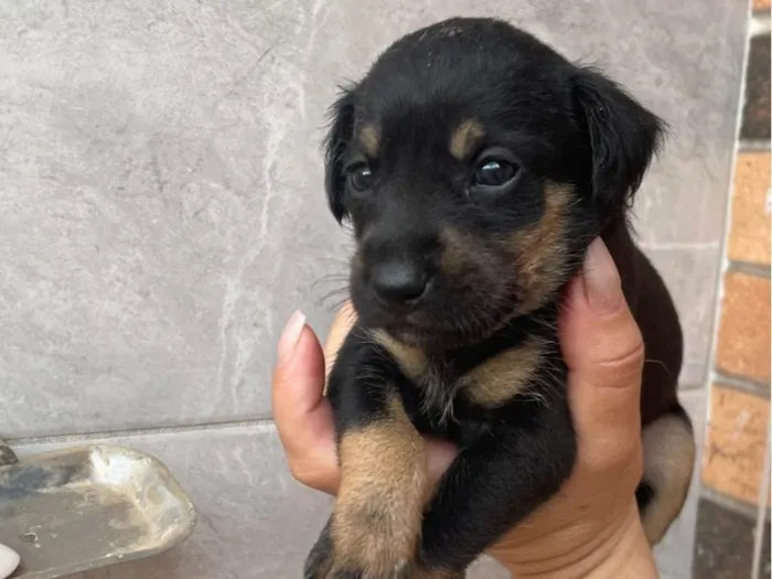 Cachorro ra a SRD-ViraLata idade Abaixo de 2 meses nome Paçoca *João , Aquim,Linda