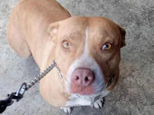 Cachorro raça Pit-Bull idade 2 anos nome Iris