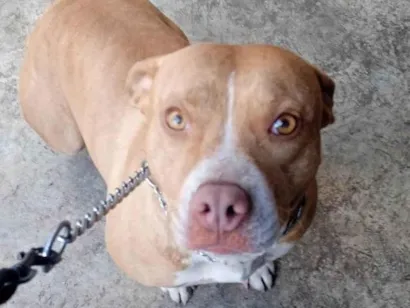 Cachorro raça Pit-Bull idade 2 anos nome Iris