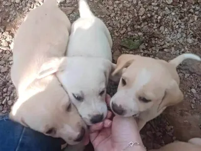 Cachorro raça Labrador idade Abaixo de 2 meses nome SEM NOME 