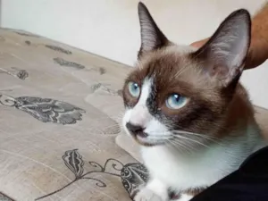 Gato raça Exótico idade 7 a 11 meses nome Bebel