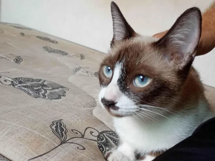 Gato ra a Exótico idade 7 a 11 meses nome Bebel