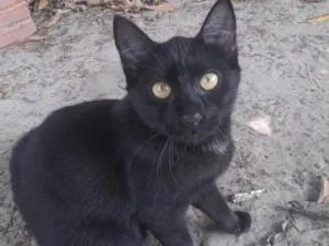 Gato raça SRD-ViraLata idade 2 a 6 meses nome Princesinha