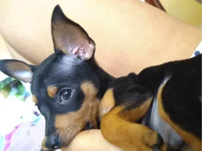 Cachorro raça Pinscher idade 2 anos nome Rabito 