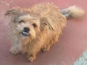 Cachorro raça Shitzu idade 7 a 11 meses nome Apollo