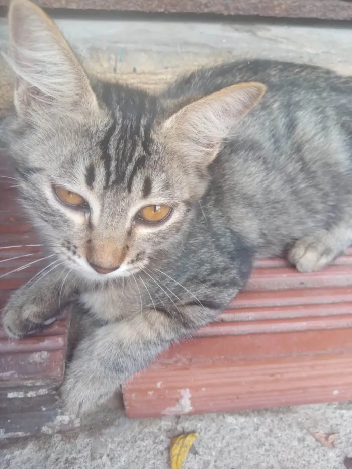 Gato ra a SRD-ViraLata idade 2 a 6 meses nome Tigresa 