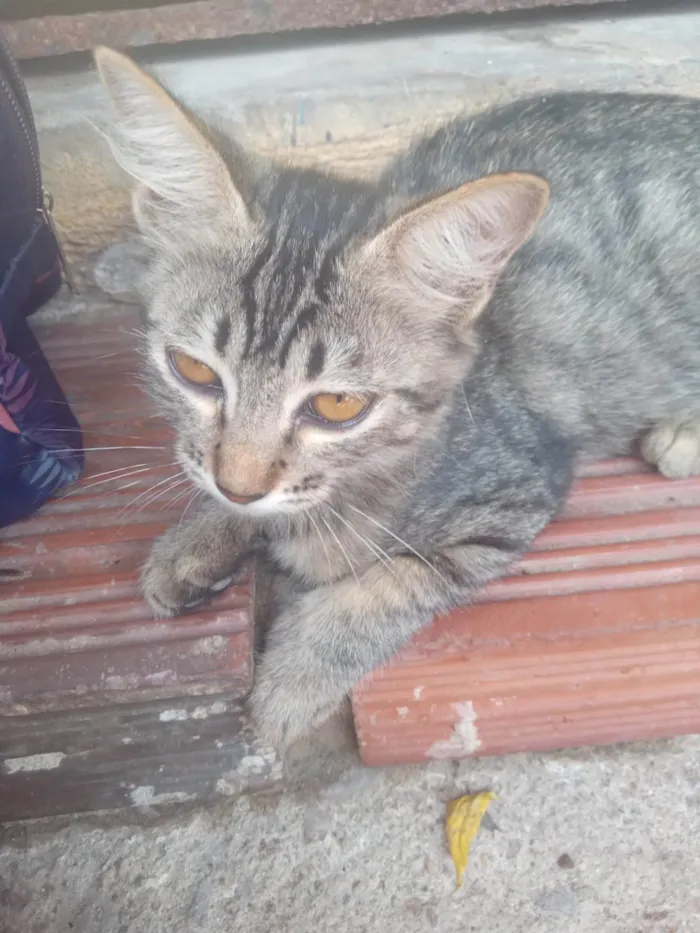 Gato ra a SRD-ViraLata idade 2 a 6 meses nome Tigresa 