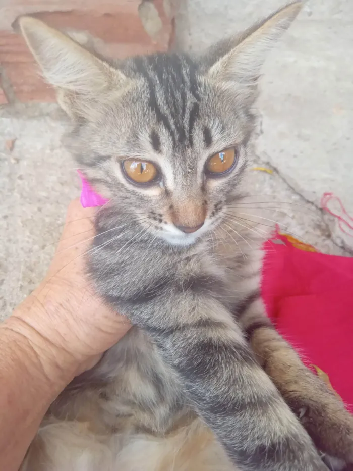 Gato ra a SRD-ViraLata idade 2 a 6 meses nome Tigresa 