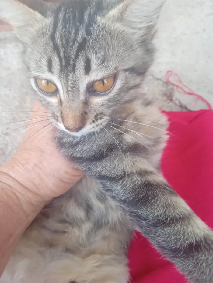 Gato ra a SRD-ViraLata idade 2 a 6 meses nome Tigresa 