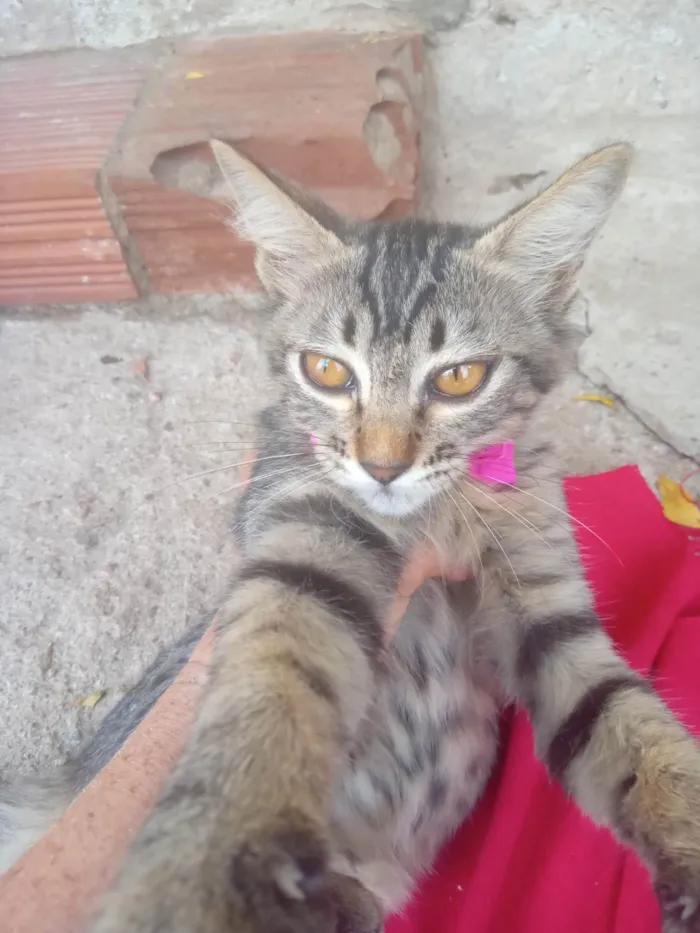 Gato ra a SRD-ViraLata idade 2 a 6 meses nome Tigresa 