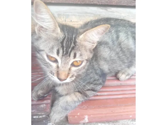 Gato ra a SRD-ViraLata idade 2 a 6 meses nome Tigresa 