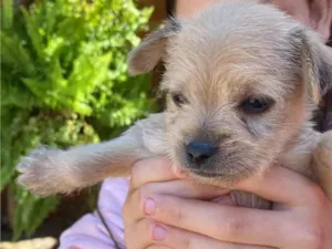 Cachorro raça SRD-ViraLata idade Abaixo de 2 meses nome Não tem nome