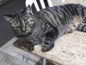 Gato raça SRD-ViraLata idade 4 anos nome Dolores (Lola)