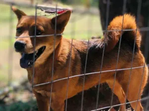 Cachorro raça Chow Chow idade 3 anos nome Melissa 