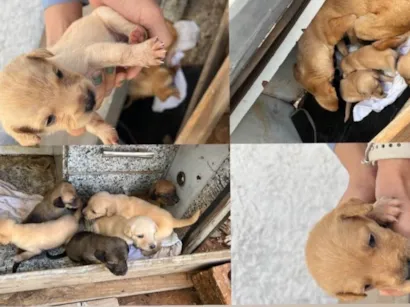 Cachorro raça SRD-ViraLata idade Abaixo de 2 meses nome Nathany