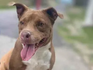 Cachorro raça Pit-Bull idade 2 anos nome Thomas 