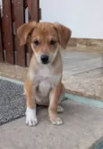 Sol