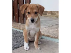Cachorro raça SRD-ViraLata idade 2 a 6 meses nome Sol
