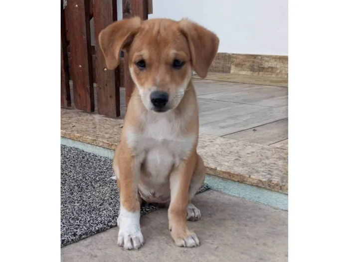 Cachorro ra a SRD-ViraLata idade 2 a 6 meses nome Sol