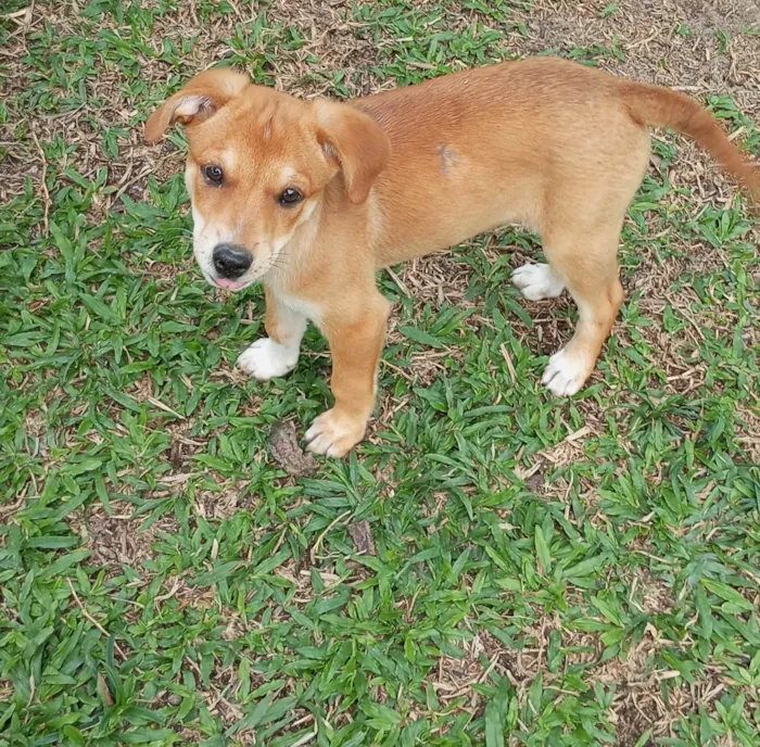 Cachorro ra a SRD-ViraLata idade 2 a 6 meses nome Sol