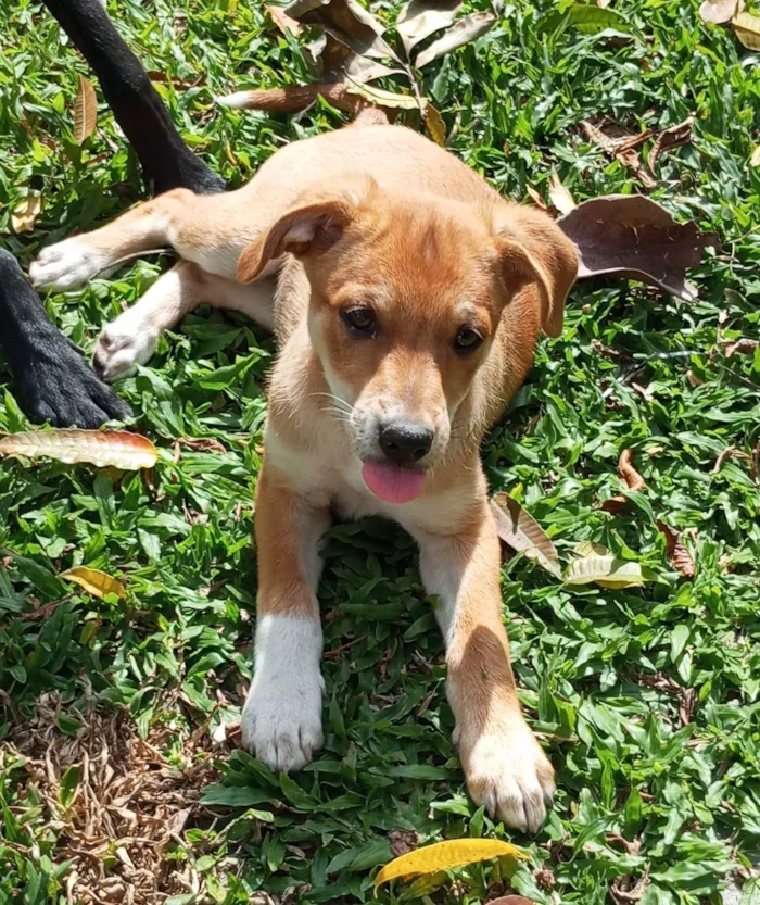 Cachorro ra a SRD-ViraLata idade 2 a 6 meses nome Sol
