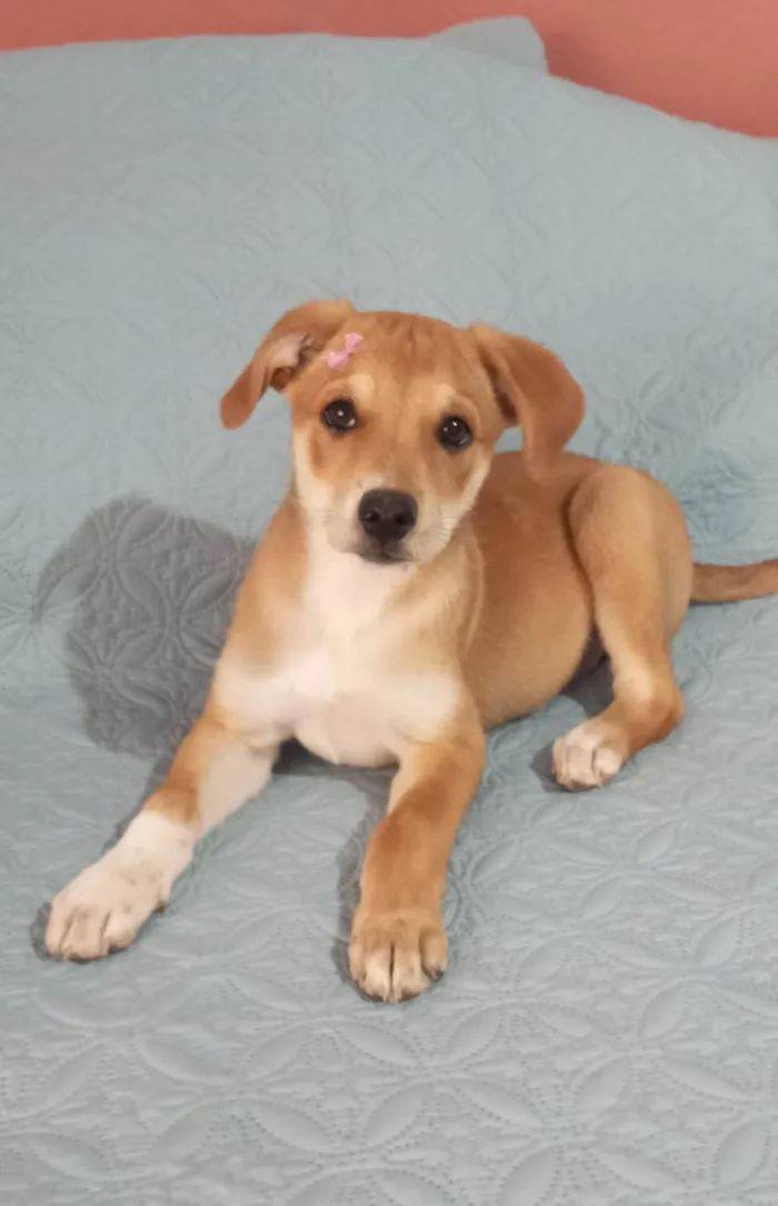 Cachorro ra a SRD-ViraLata idade 2 a 6 meses nome Sol
