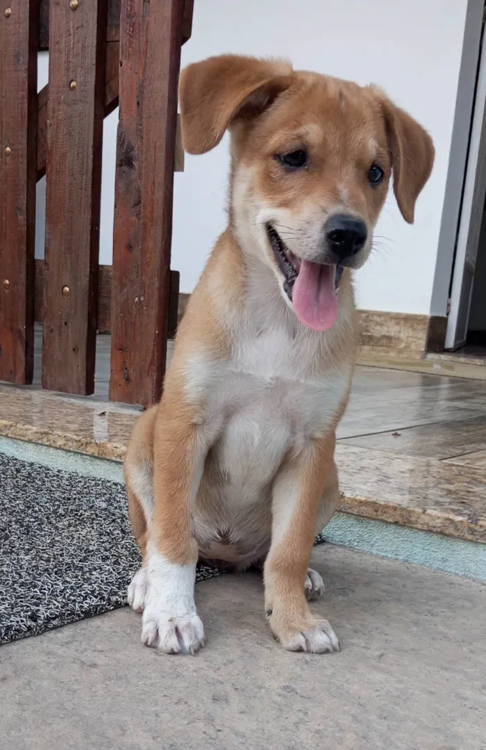 Cachorro ra a SRD-ViraLata idade 2 a 6 meses nome Sol