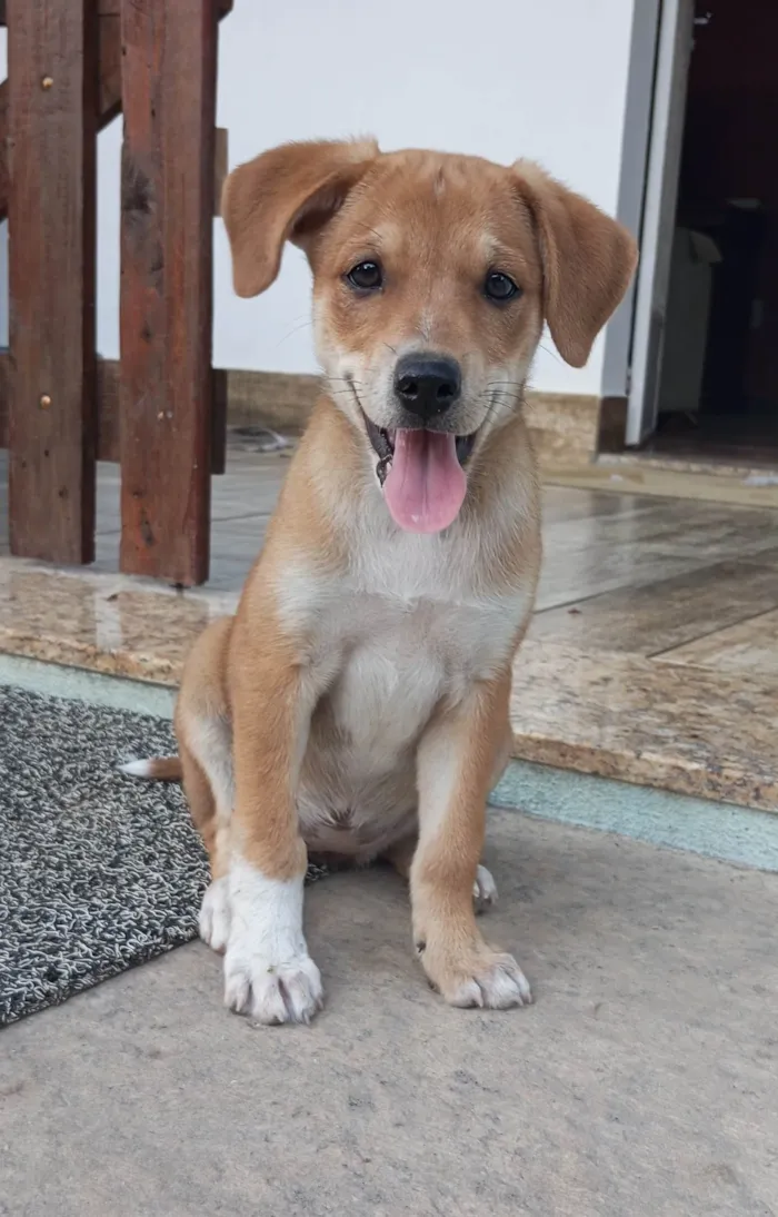 Cachorro ra a SRD-ViraLata idade 2 a 6 meses nome Sol
