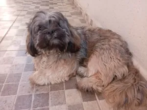 Cachorro raça Shitzu idade 7 a 11 meses nome Luk