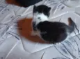 Gatinho