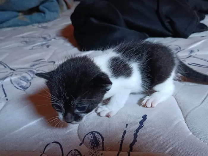 Gato ra a SRD-ViraLata idade 2 a 6 meses nome Gatinho 