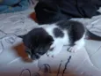 Gatinho