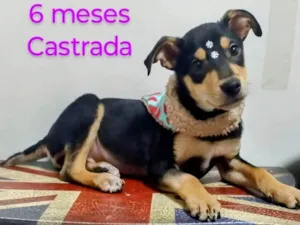 Cachorro raça SRD-ViraLata idade 2 a 6 meses nome Zara