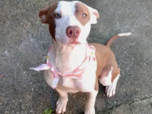 Cachorro raça Pit-Bull idade 7 a 11 meses nome Pandora 