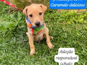 Cachorro raça SRD-ViraLata idade 2 a 6 meses nome Tico 