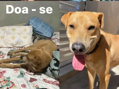 Cachorro raça SRD-ViraLata idade 1 ano nome lion