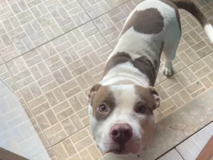 Cachorro raça Pit-Bull idade 1 ano nome Fred