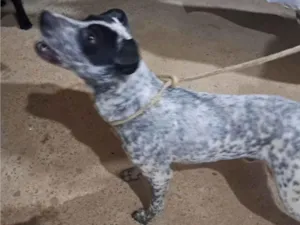 Cachorro raça SRD-ViraLata idade 2 anos nome Pintado 