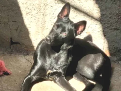 Cachorro raça SRD-ViraLata idade 1 ano nome Zoe