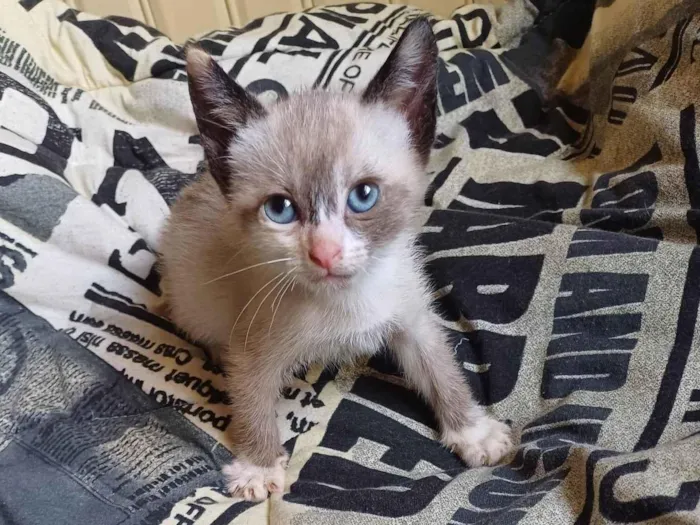 Gato ra a Siamês idade Abaixo de 2 meses nome Siamesa adcao