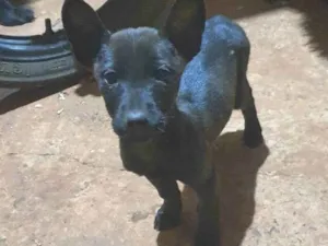 Cachorro raça SRD-ViraLata idade 2 a 6 meses nome Não tem nome