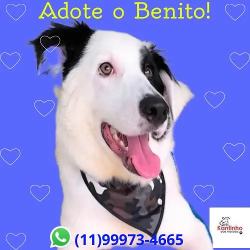 Cachorro ra a SRD-ViraLata idade 7 a 11 meses nome Benito