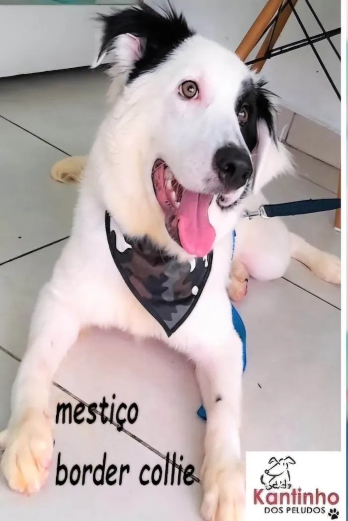 Cachorro ra a SRD-ViraLata idade 7 a 11 meses nome Benito