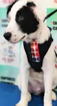 Benito