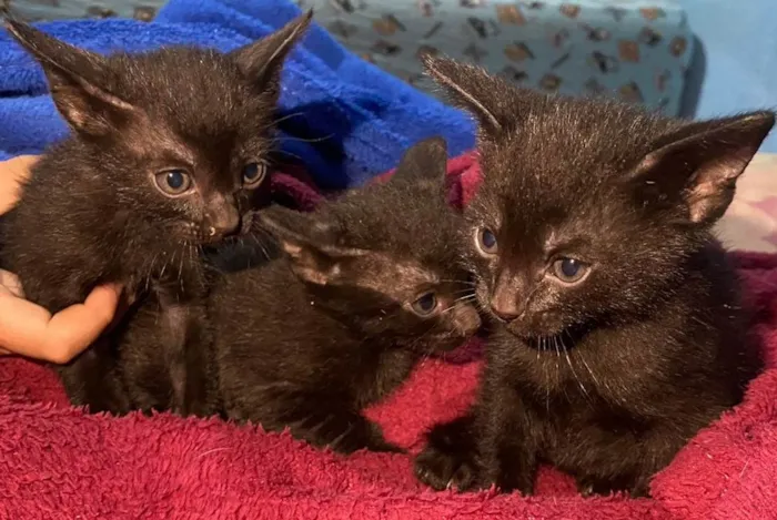 Gato ra a SRD-ViraLata idade Abaixo de 2 meses nome Sem nomes