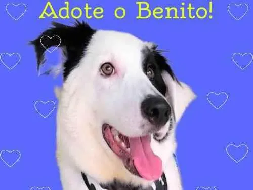 Cachorro ra a SRD-ViraLata idade 7 a 11 meses nome Benito