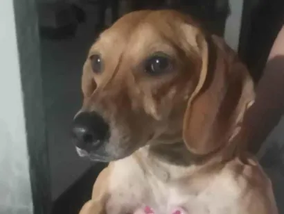 Cachorro raça Basset-Cofap idade 3 anos nome Viviane 